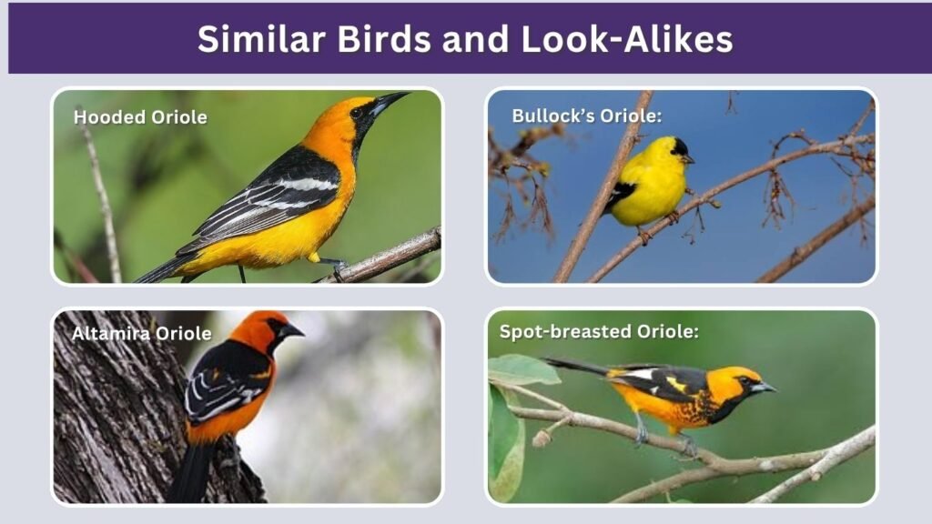 Similar Birds and Look-Alikes