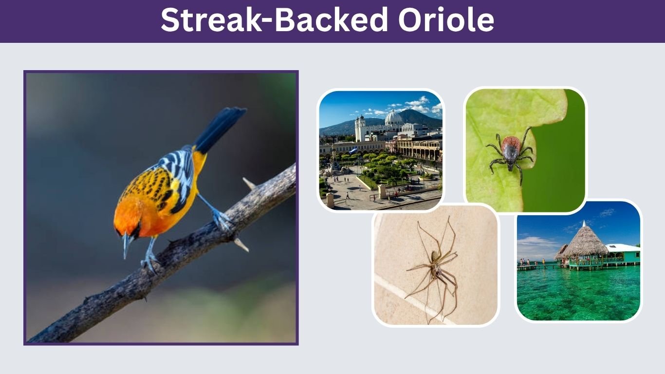 Streak-Backed Oriole: Identification, Range, Song, and Facts