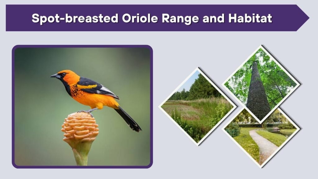 Spot-breasted Oriole Range and Habitat
