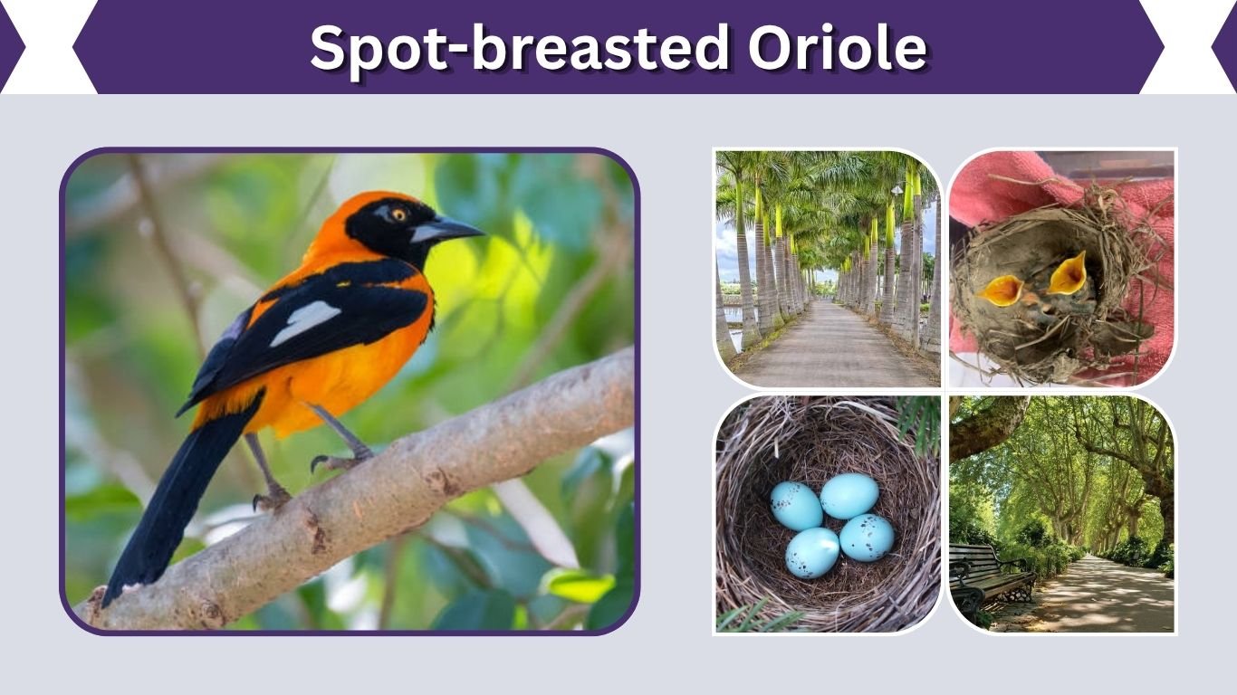 Spot-breasted Oriole: Range, Song, Nest, and Florida Guide