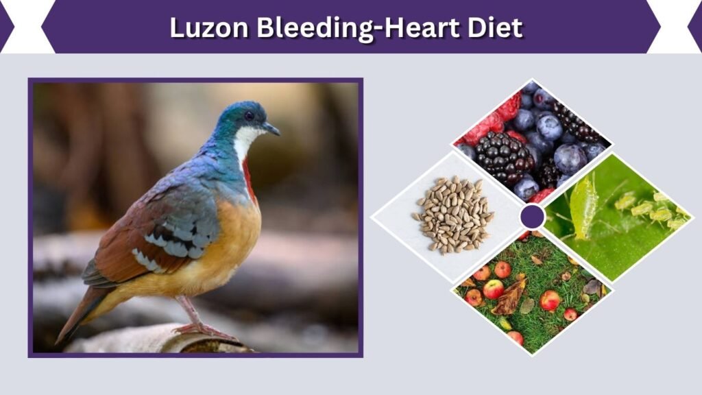Luzon Bleeding-Heart Diet
