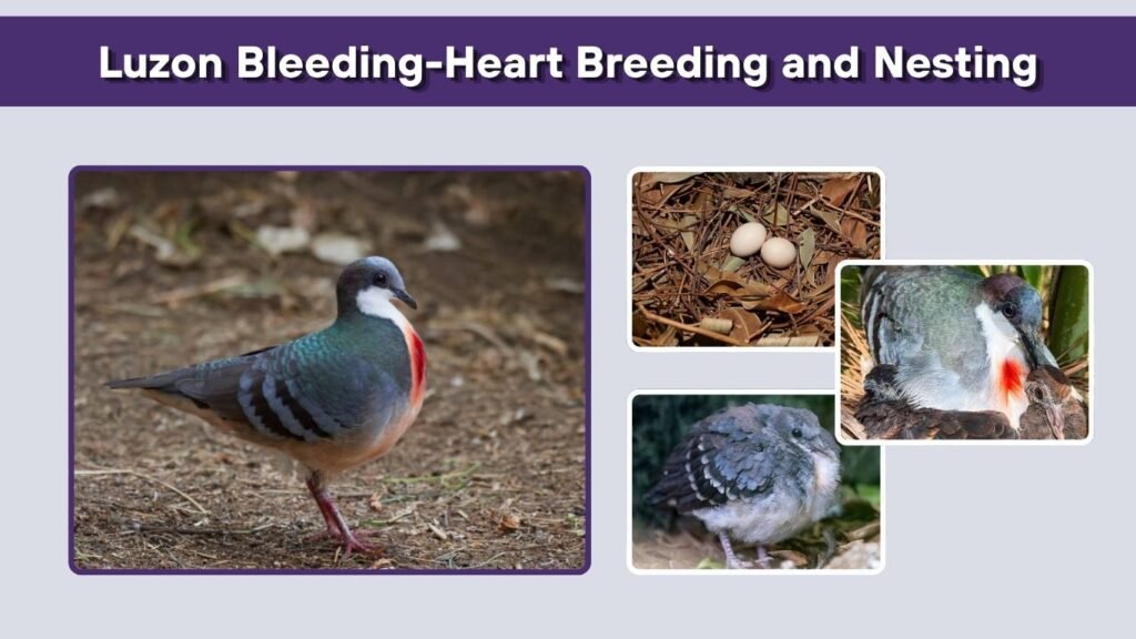 Luzon Bleeding-Heart Breeding and Nesting