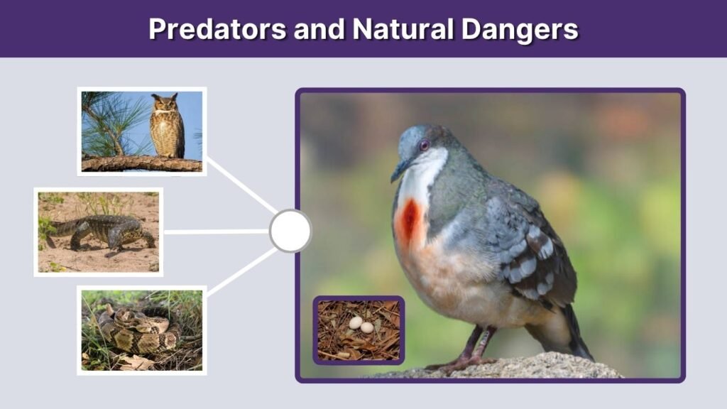 Predators and Natural Dangers
