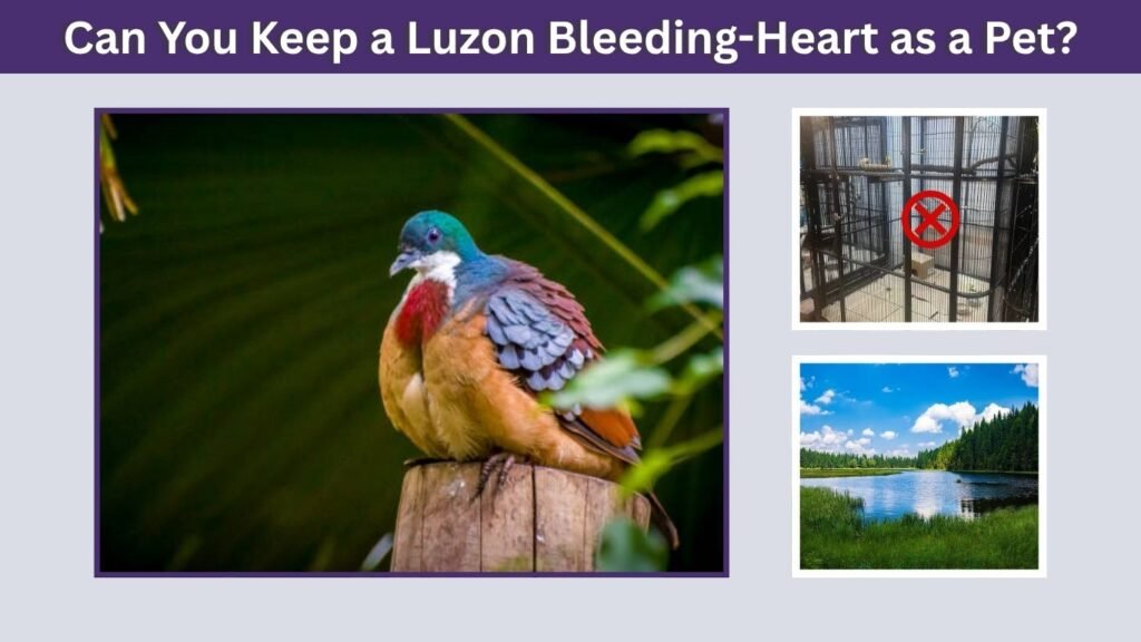 Can You Keep a Luzon Bleeding-Heart as a Pet?