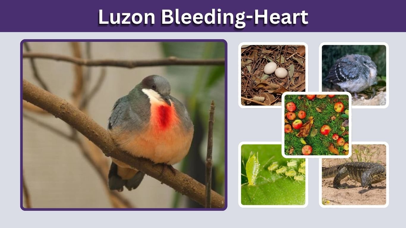 Luzon Bleeding-Heart: Facts, Habitat, Diet and Lifespan
