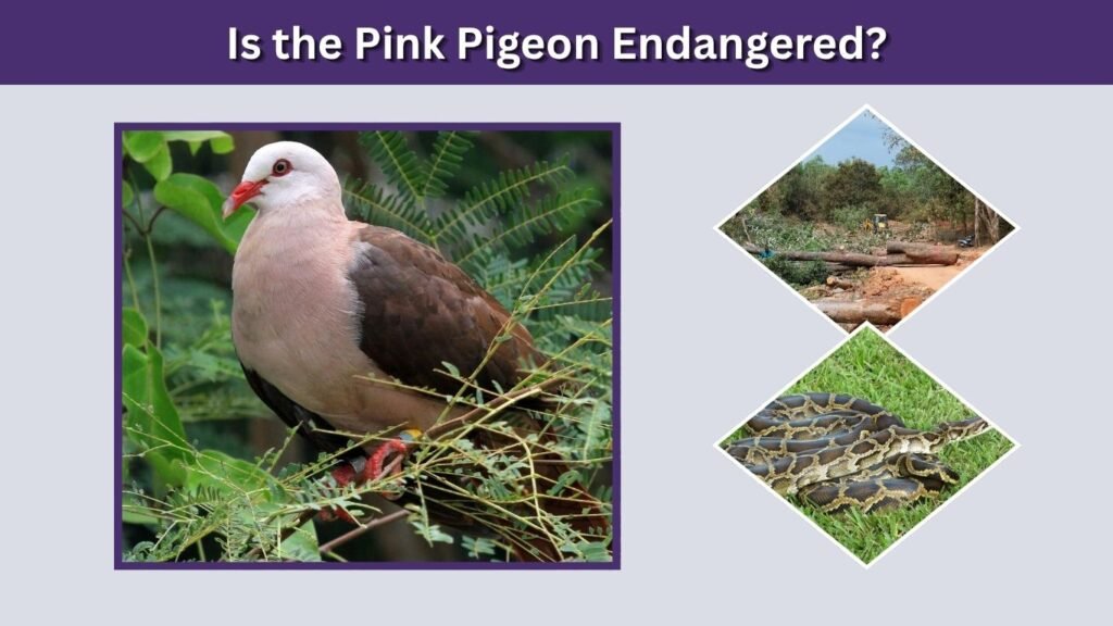 Is the Pink Pigeon Endangered?