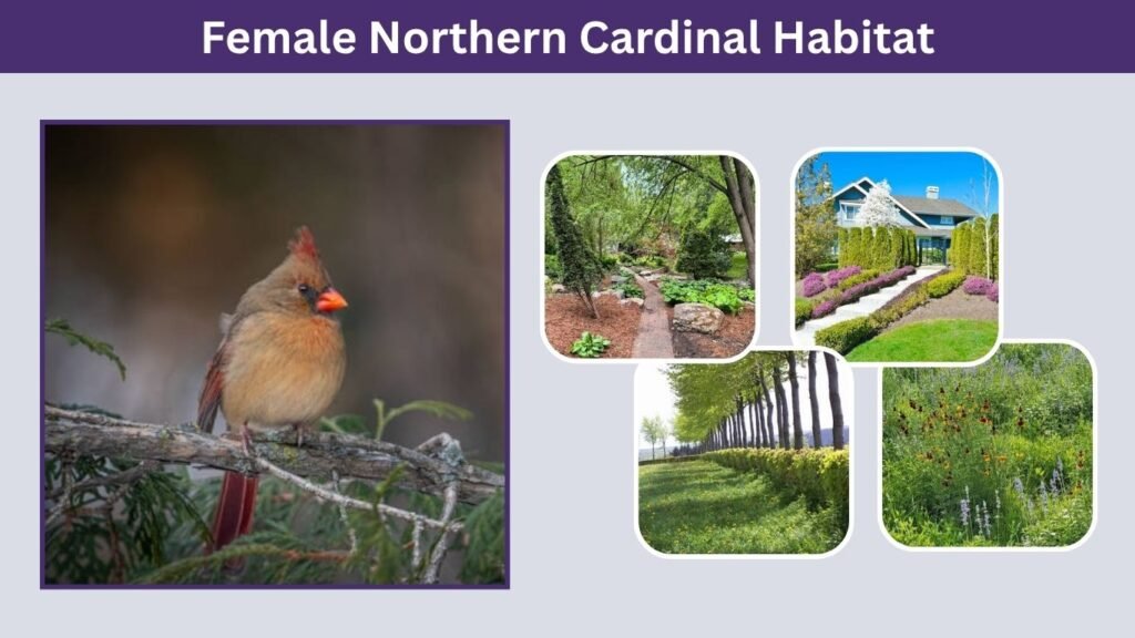 Female Northern Cardinal Habitat