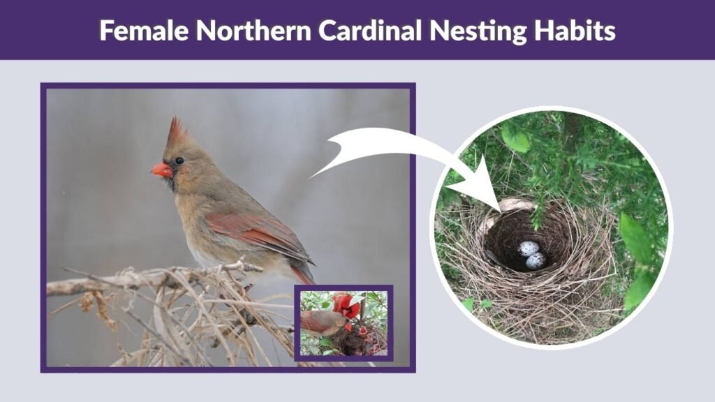 Female Northern Cardinal Nesting Habits