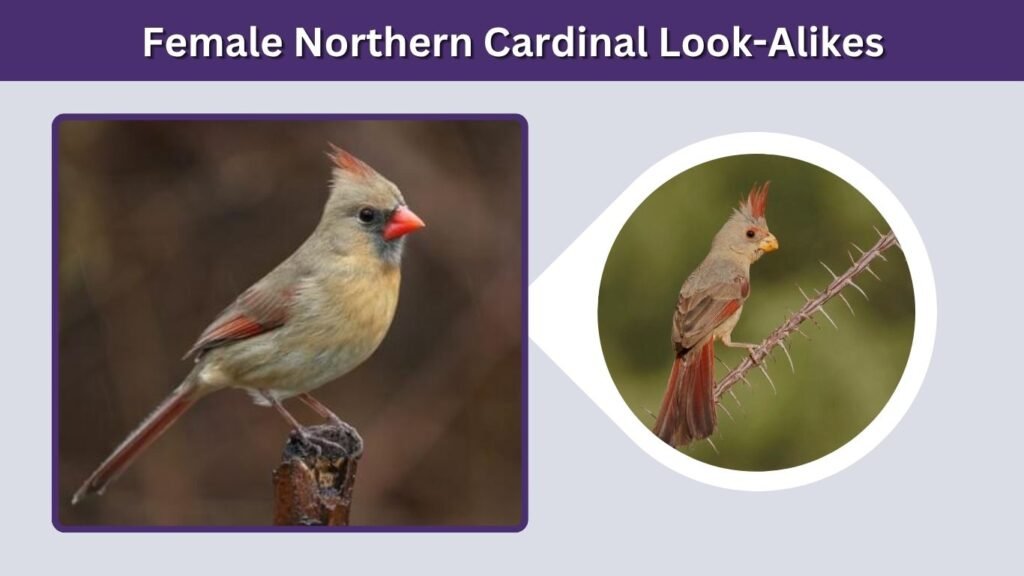 Female Northern Cardinal Look-Alikes