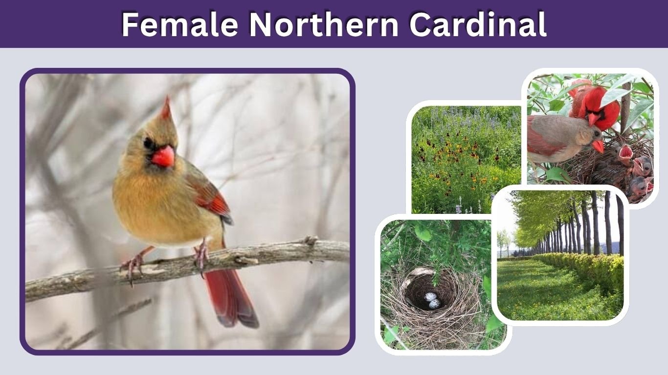 Female Northern Cardinal: Identification, Song and Facts