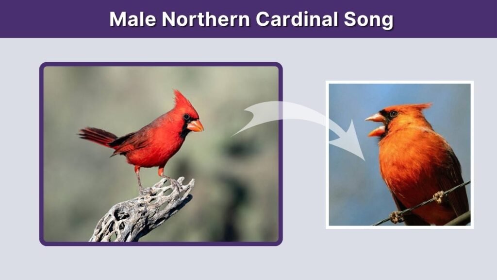 Male Northern Cardinal Song