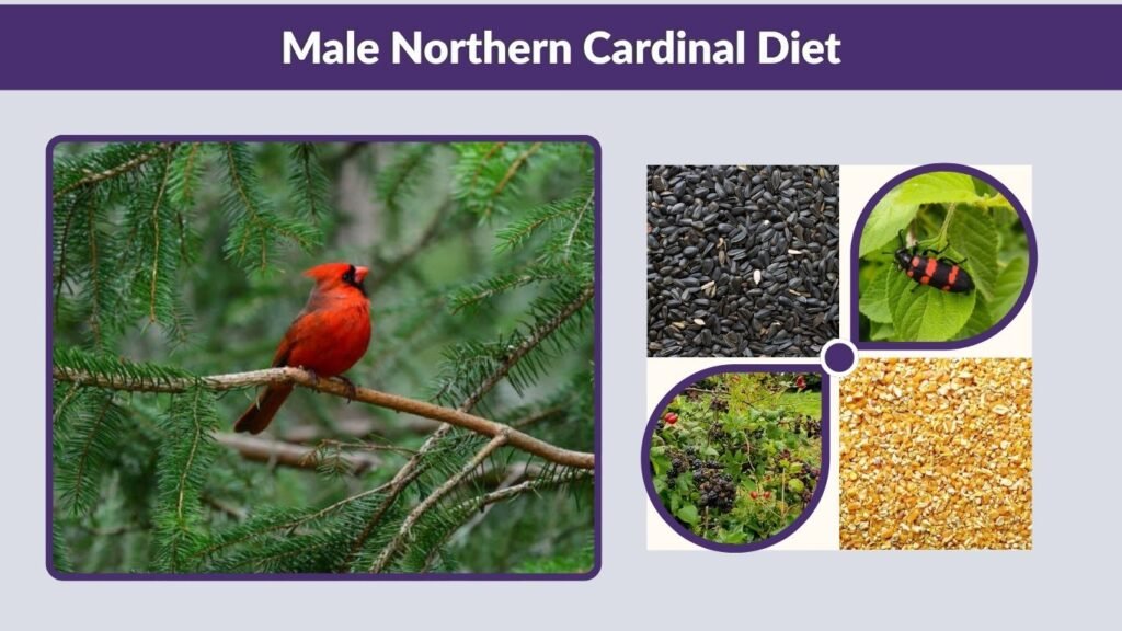 Male Northern Cardinal Diet