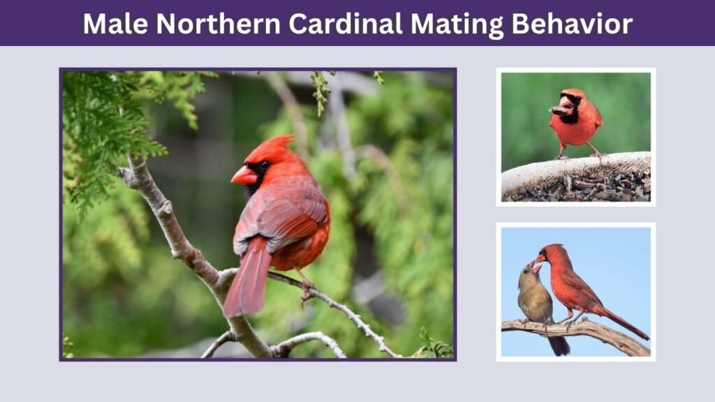 Male Northern Cardinal Mating Behavior