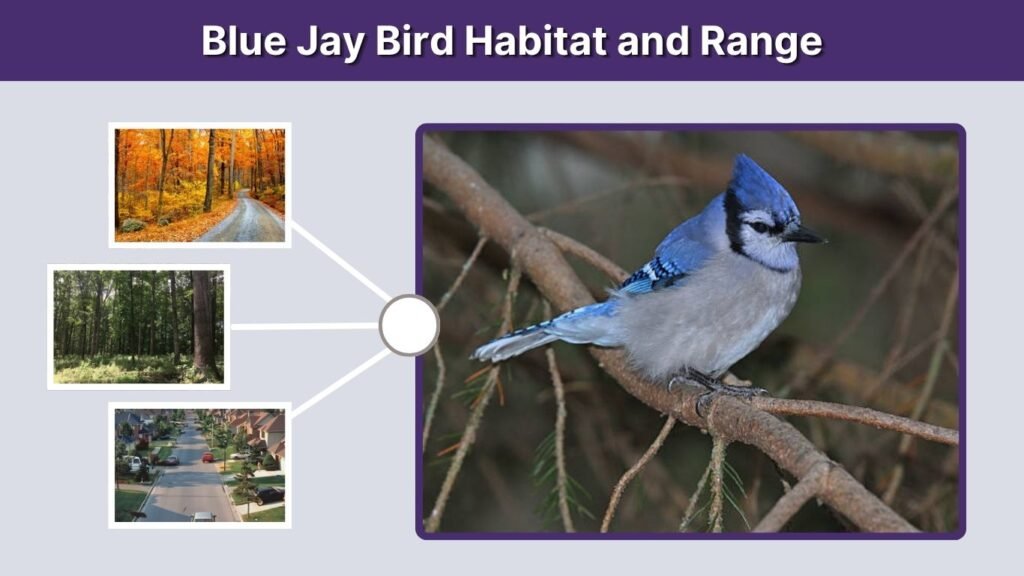 Blue Jay Bird Habitat and Range
