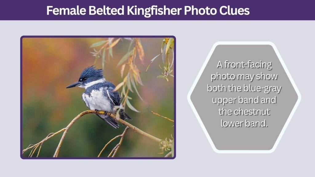 Female Belted Kingfisher Photo Clues