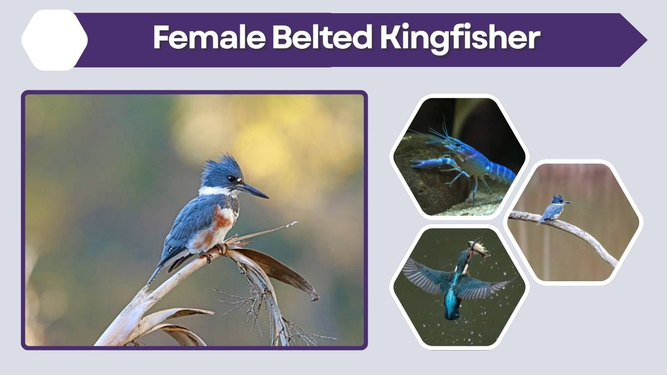 Female Belted Kingfisher: Male vs Female Differences
