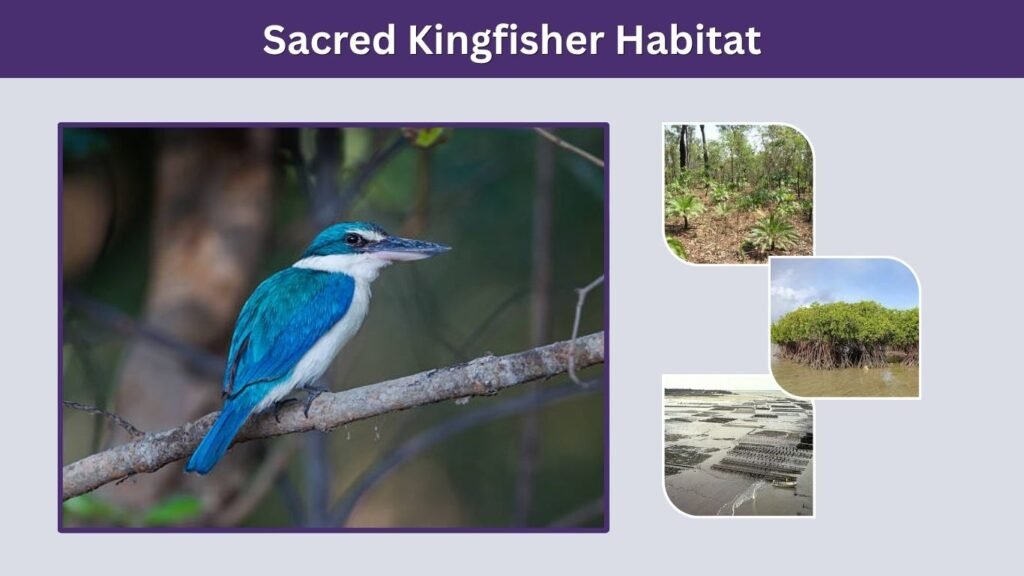 Sacred Kingfisher Habitat