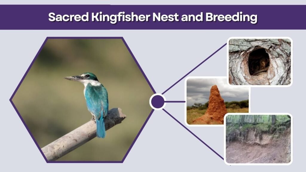 Sacred Kingfisher Nest and Breeding