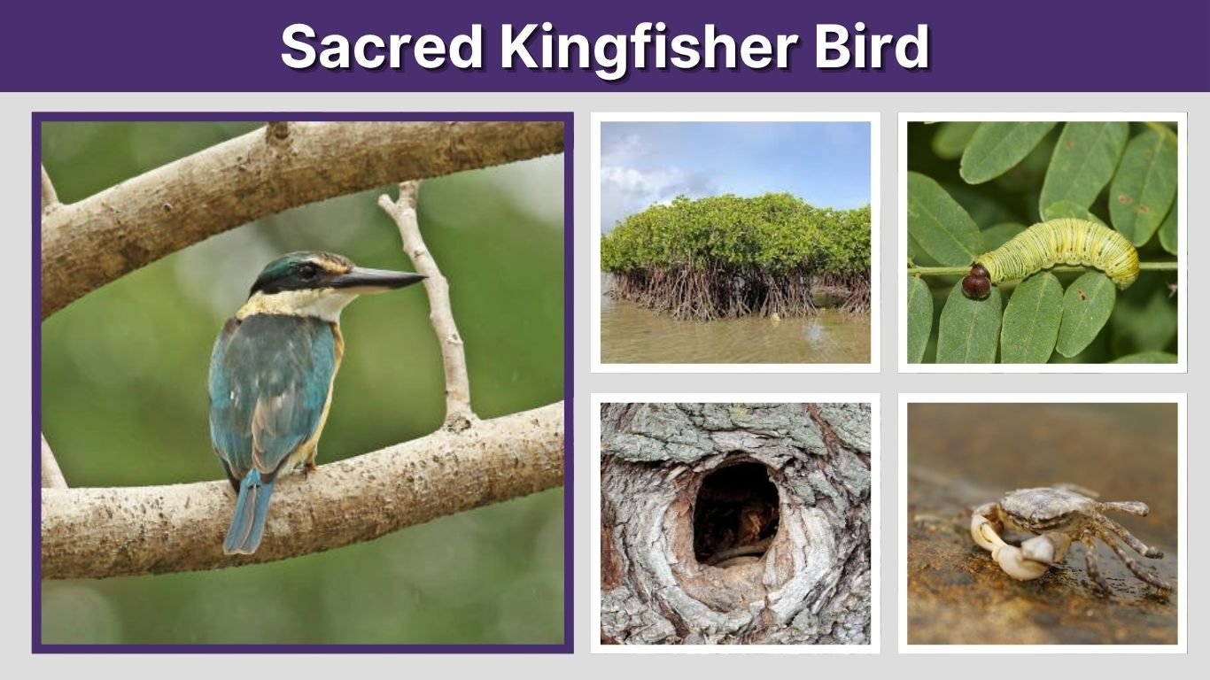 Sacred Kingfisher Bird: Habitat, Call, Diet, and Facts