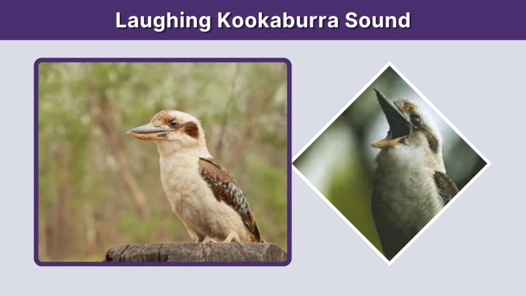 Laughing Kookaburra Sound