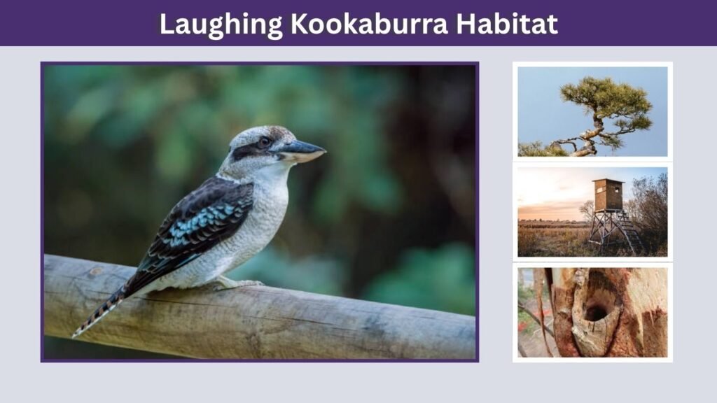 Laughing Kookaburra Habitat