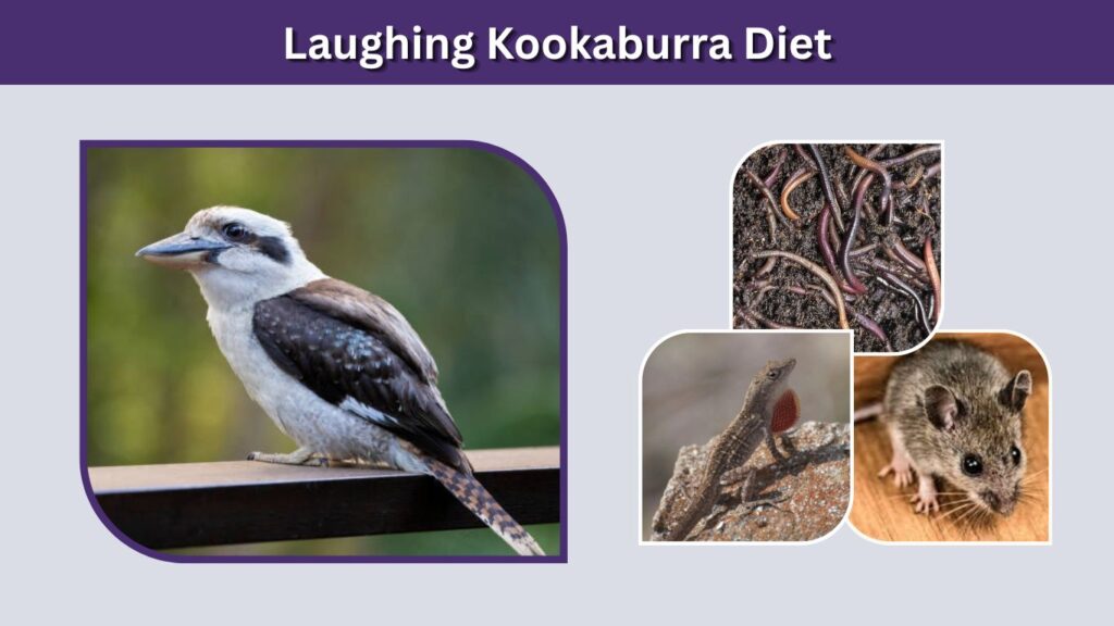Laughing Kookaburra Diet