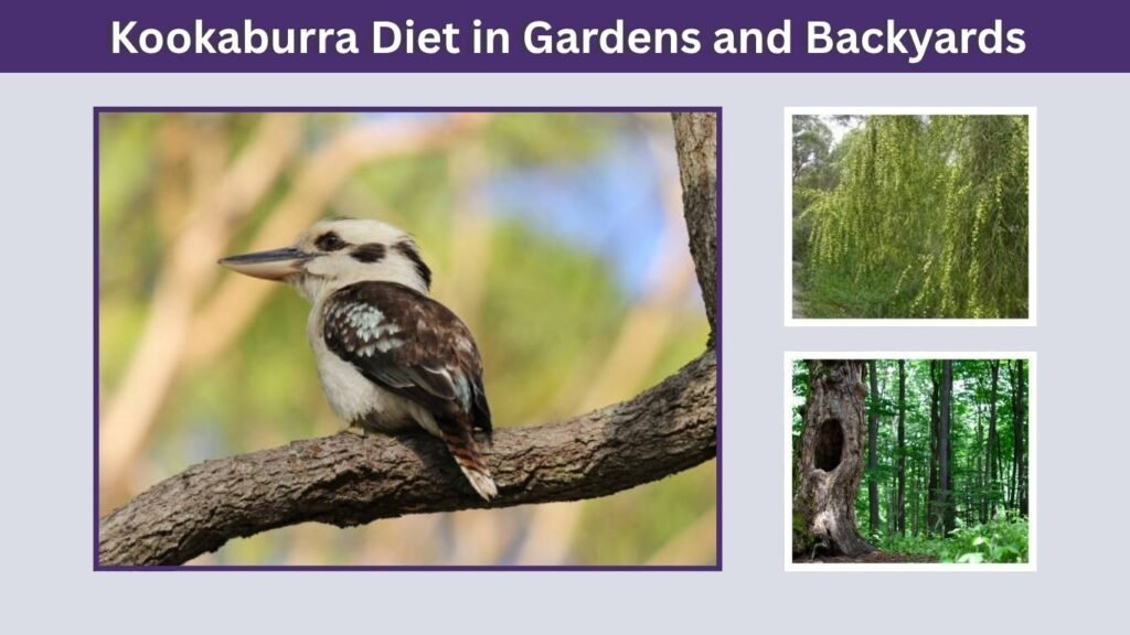 Kookaburra Diet in Gardens and Backyards