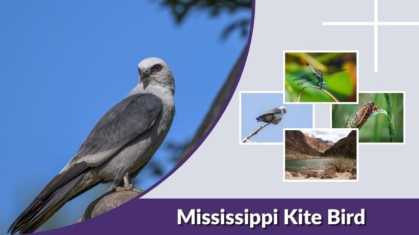 Mississippi Kite Bird: Sound, Diet, Range, and Facts