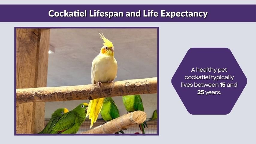 Cockatiel Lifespan and Life Expectancy