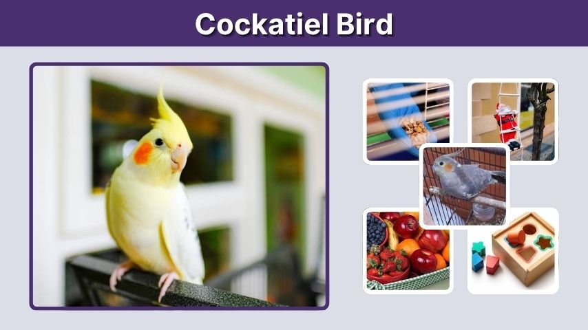 Cockatiel Bird Guide: Lifespan, Care, Food, Price & Colors