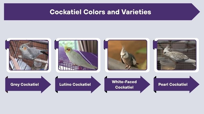Cockatiel Colors and Varieties