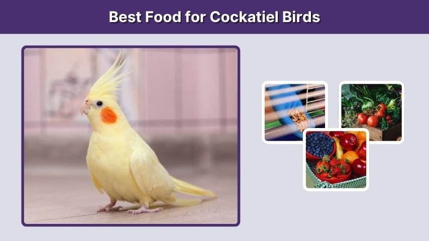 Best Food for Cockatiel Birds
