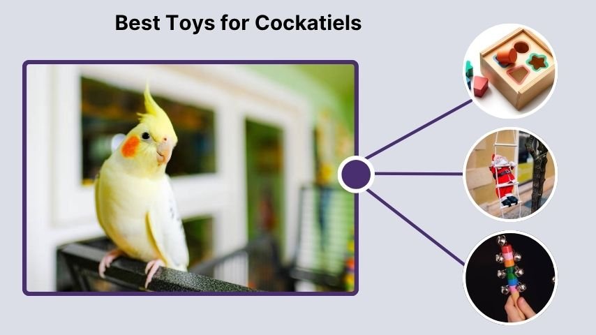 Best Toys for Cockatiels