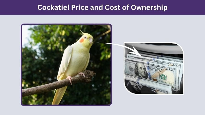 Cockatiel Price and Cost of Ownership