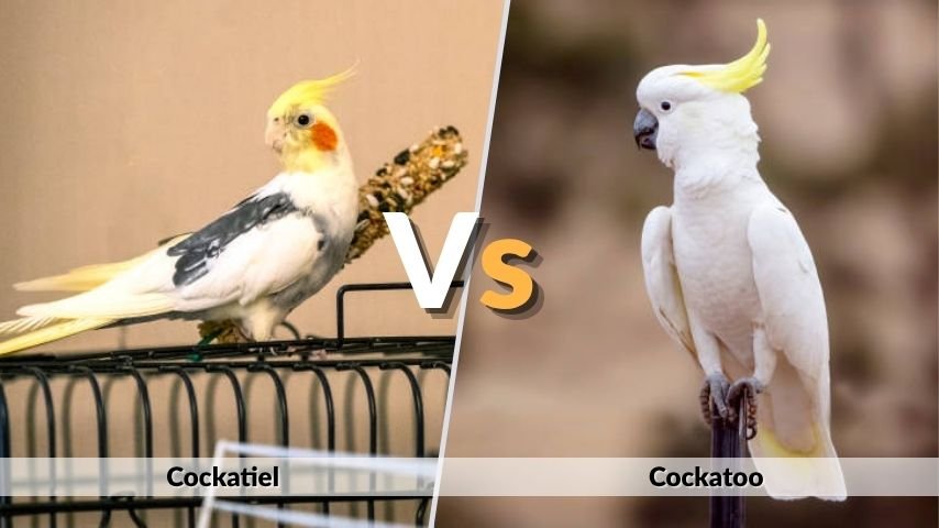 Cockatiel vs Cockatoo