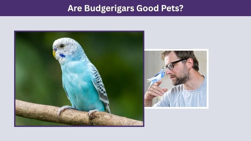 Are Budgerigars Good Pets?