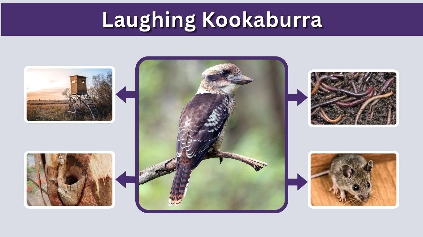Laughing Kookaburra: Sound, Diet, Habitat, and Facts