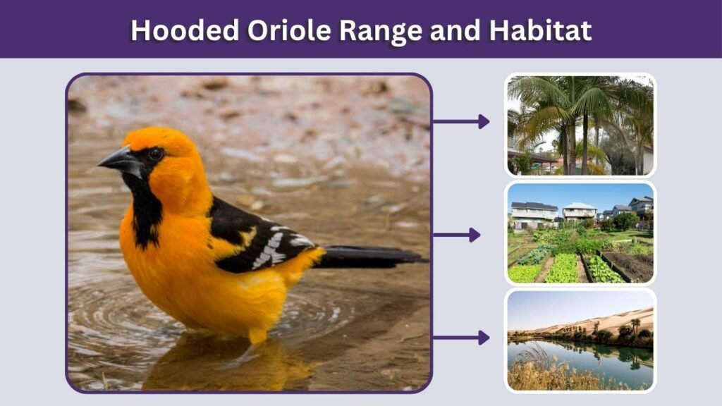 Hooded Oriole Range and Habitat