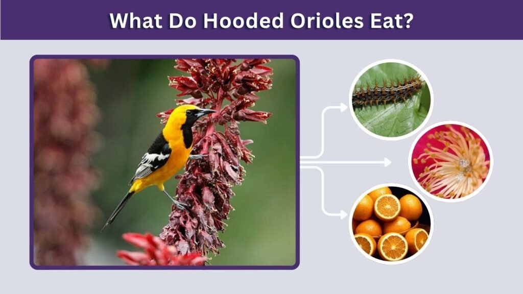 What Do Hooded Orioles Eat?