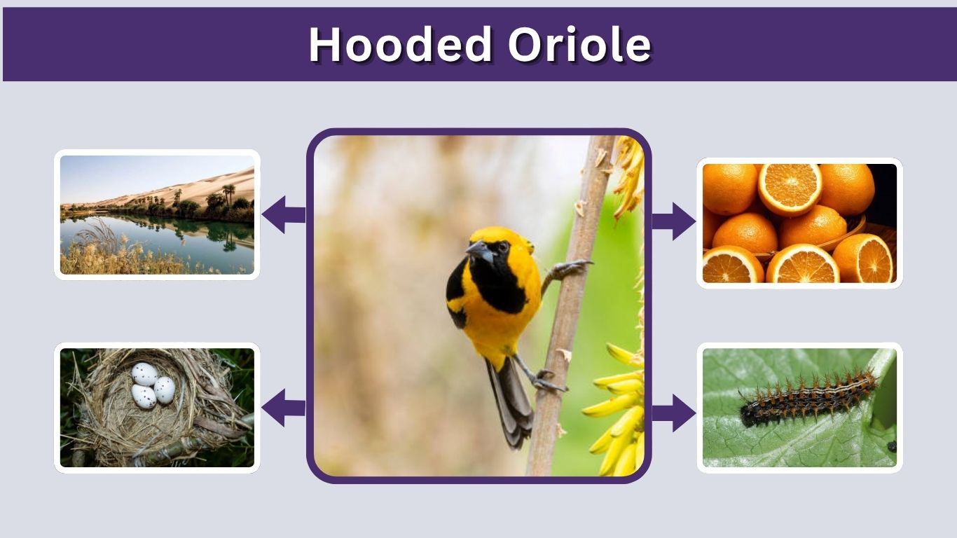 Hooded Oriole: Identification, Habitat, Food, and Nesting