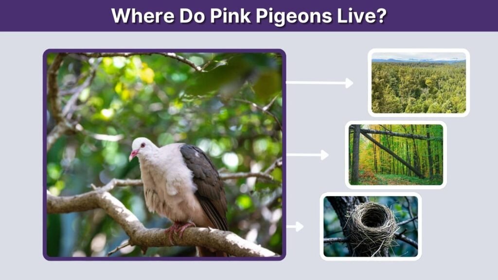 Where Do Pink Pigeons Live?