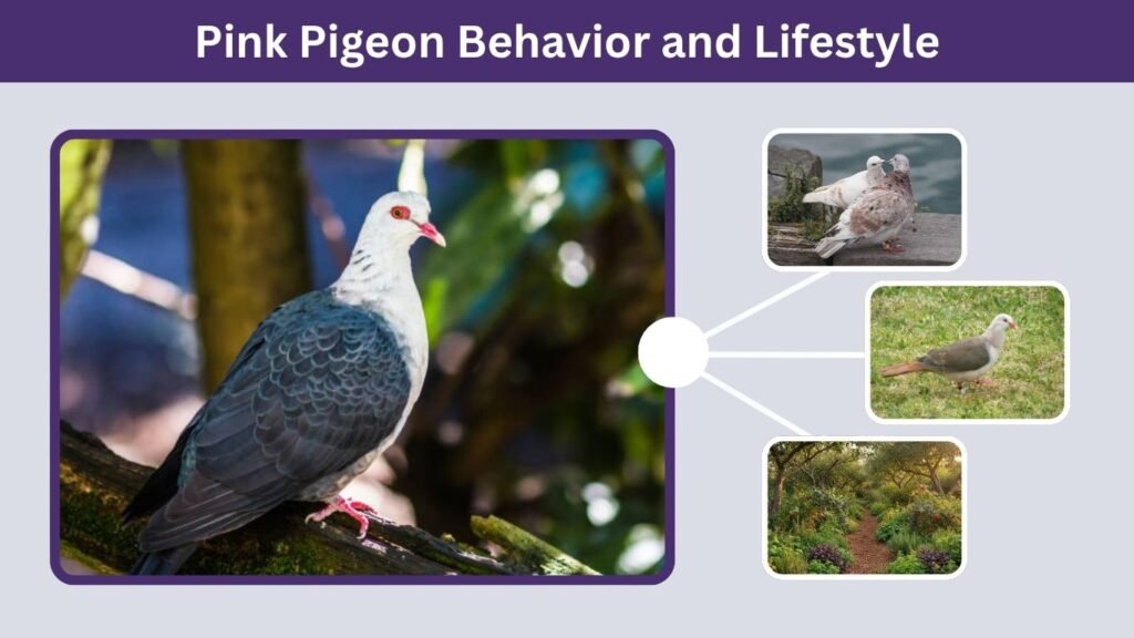 Pink Pigeon Behavior and Lifestyle