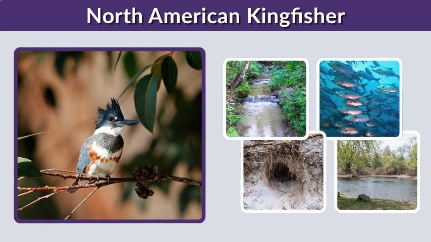 North American Kingfisher: Sound, Size, and Nest Guide