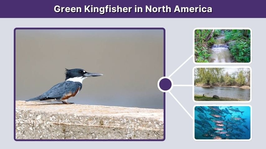 Green Kingfisher in North America