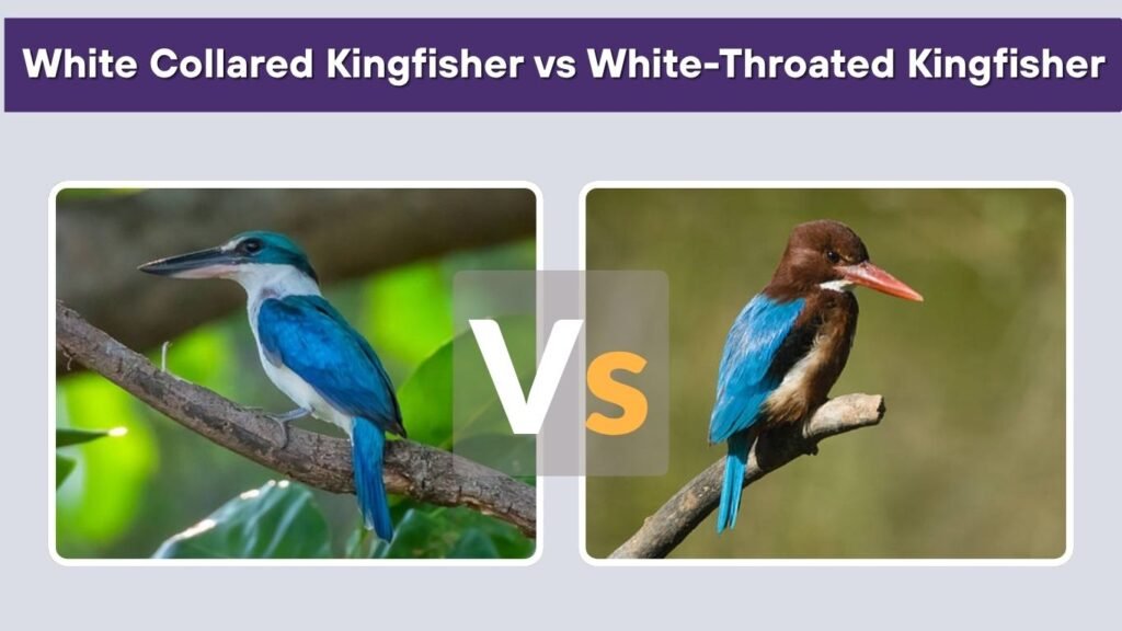 White Collared Kingfisher vs White-Throated Kingfisher