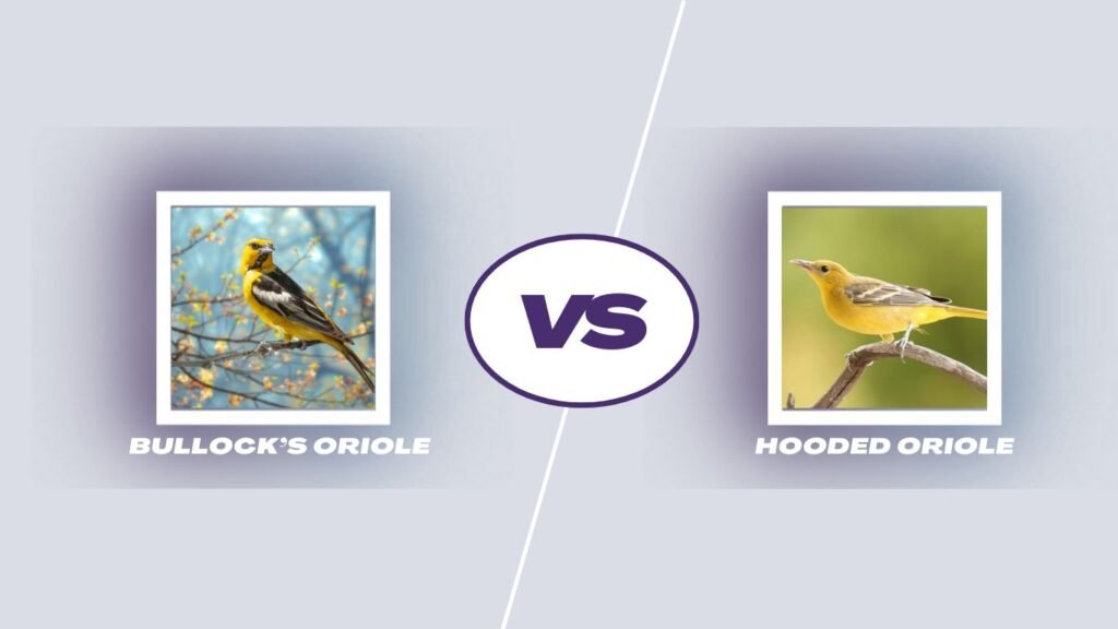 Bullock’s Oriole vs Hooded Oriole