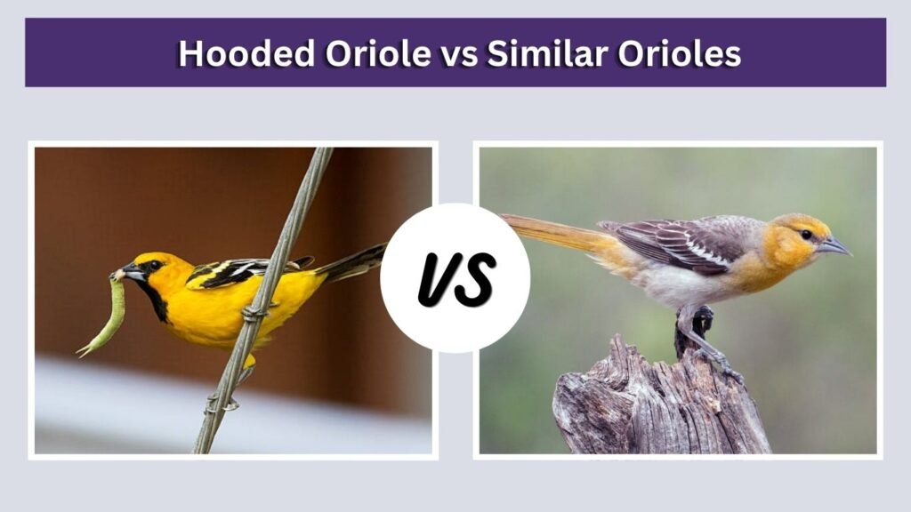 Hooded Oriole vs Similar Orioles