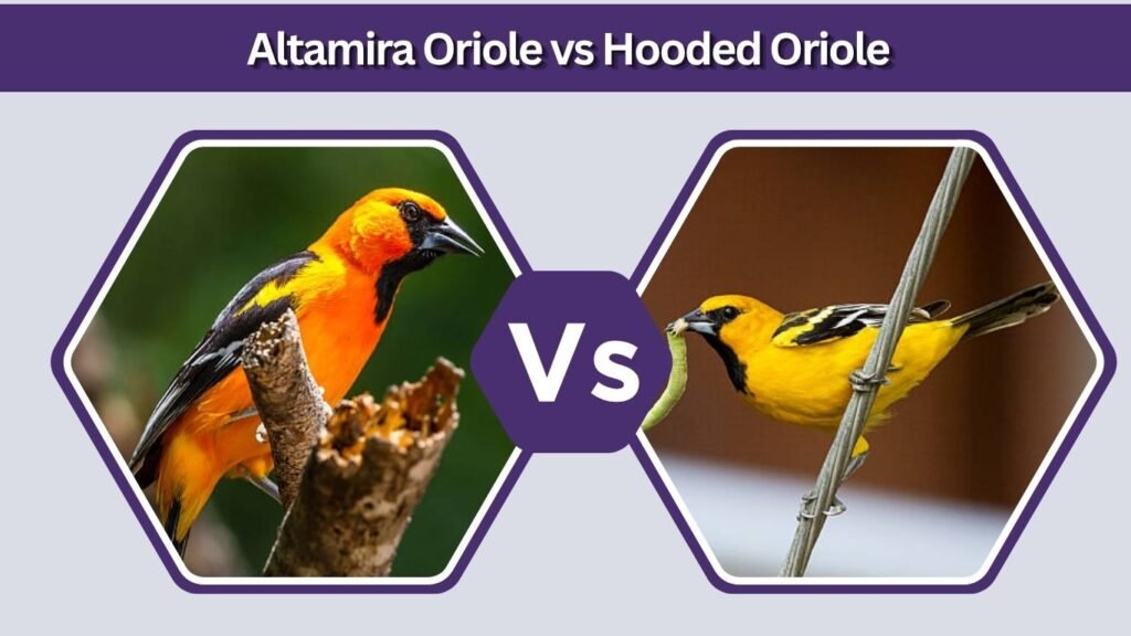 Altamira Oriole vs Hooded Oriole
