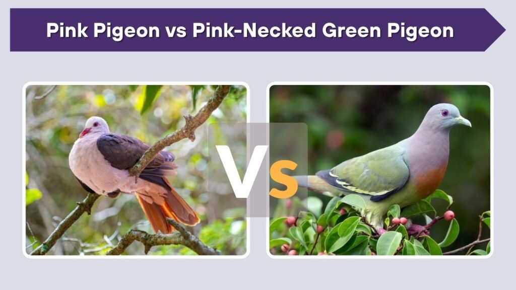 Pink Pigeon vs Pink-Necked Green Pigeon
