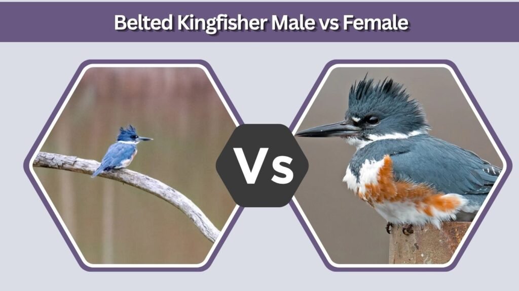 Belted Kingfisher Male vs Female